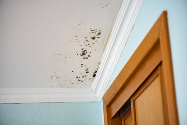 Best Crawl Space Mold Removal  in Red Lake, MN
