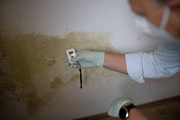 Best Mold Removal Process  in Red Lake, MN
