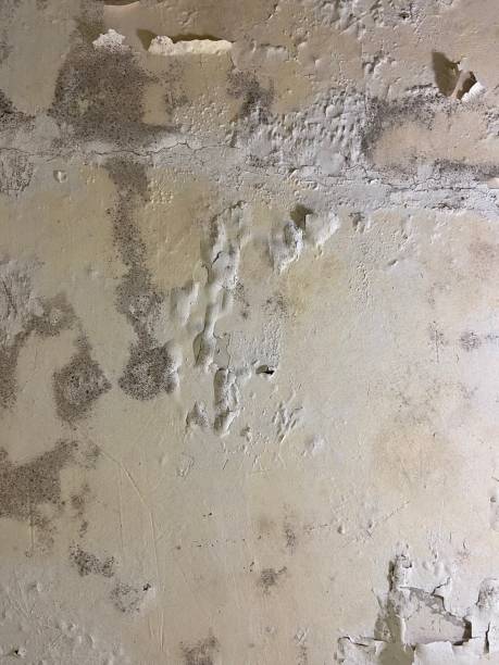 Best Toxic Mold Removal  in Red Lake, MN
