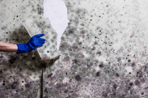 Best Mold Damage Repair  in Red Lake, MN
